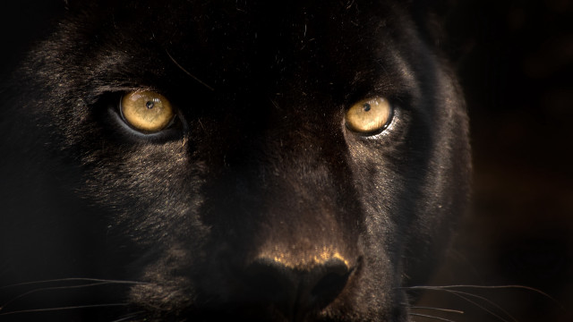 Black cat yellow eyes dark free wallpaper for desktop - medium preview image