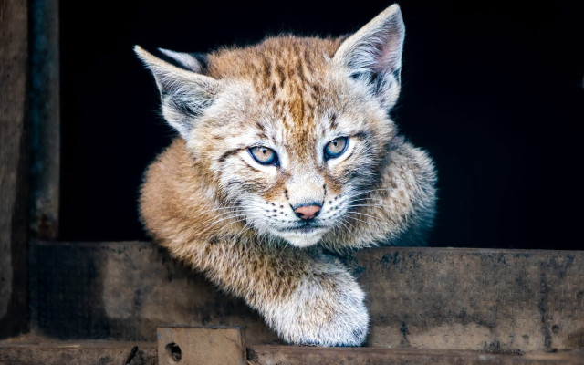 Small cat blue eyes window free wallpaper for desktop - medium preview image