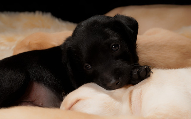 Black dog shiba inu puzzle free wallpaper for desktop - medium preview image