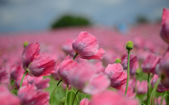 Pink flower field impressionist bokeh free wallpaper for desktop - medium preview image