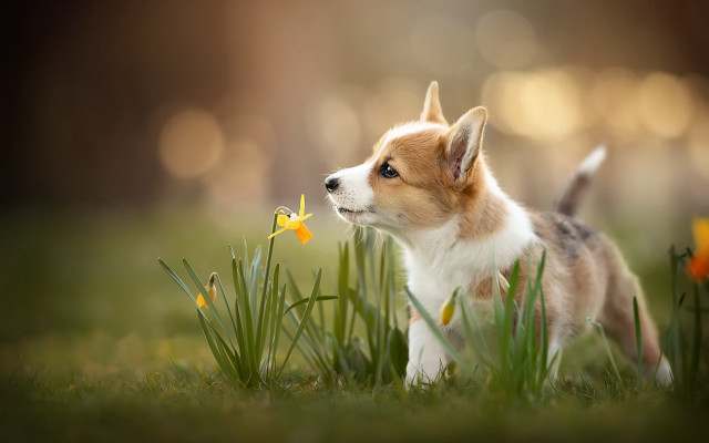 Small dog flower grass outdoors free wallpaper for desktop - medium preview image