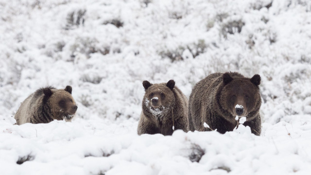 Brownbears snowfield trees bushes wildlife free wallpaper for desktop - medium preview image