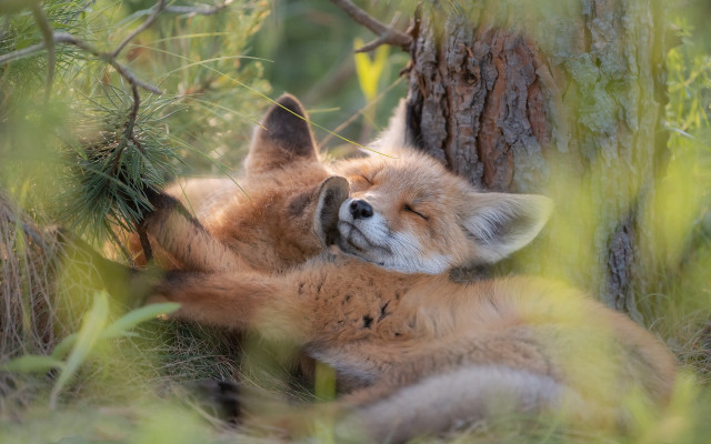 Fox sleeping grass tree pinecone free wallpaper for desktop - medium preview image