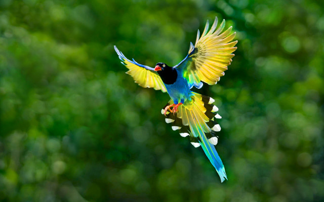 Colorful bird flying air wings free wallpaper for desktop - medium preview image