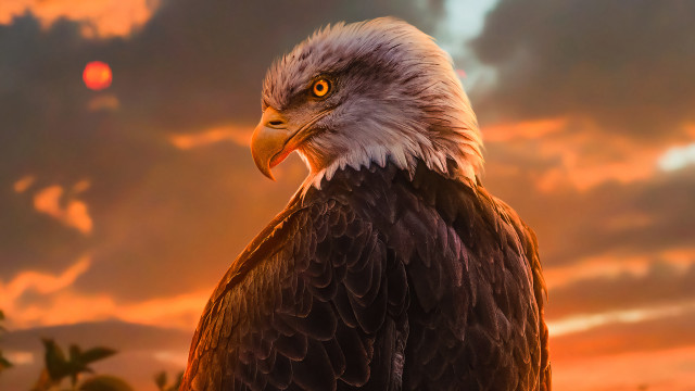 Bald eagle fiery wings red free wallpaper for desktop - medium preview image