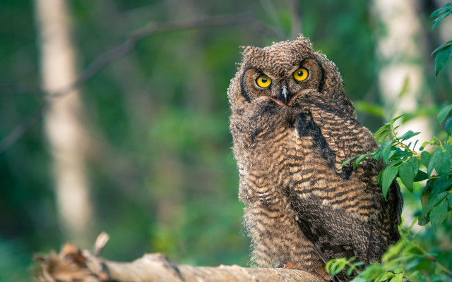 Large owl tree branch forest free wallpaper for desktop - medium preview image