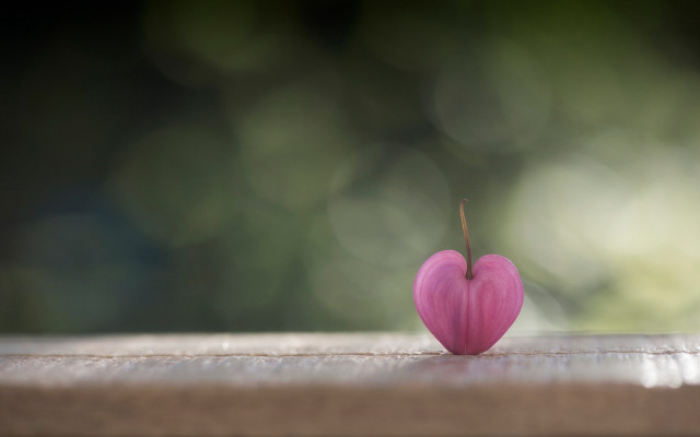 Pink heart macro wooden background free wallpaper for desktop - medium preview image