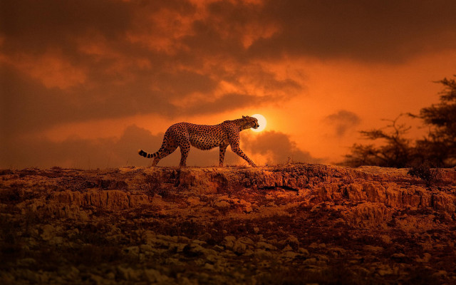 Cheetah rocky field sunset cloudy free wallpaper for desktop - medium preview image