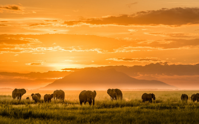 Elephants grazing lush green field #2 free wallpaper for desktop - medium preview image