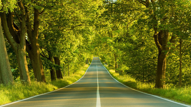 Long road trees lining both #2 free wallpaper for desktop - medium preview image