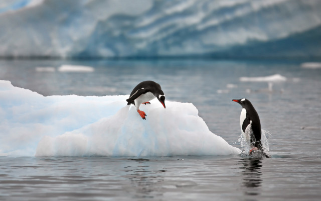 Penguins iceberg glacier arctic ocean free wallpaper for desktop - medium preview image