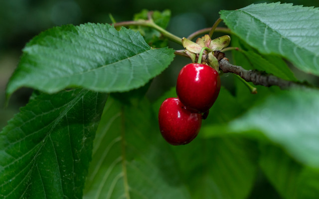 Cherries green leaves blurry background free wallpaper for desktop - medium preview image