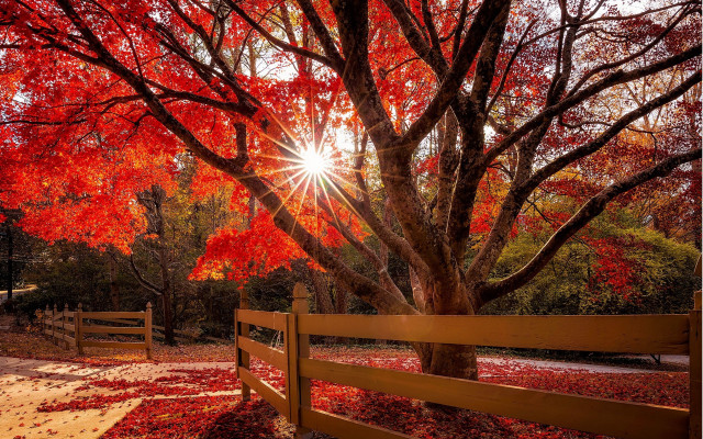 Autumn fence leaves tree sunset free wallpaper for desktop - medium preview image