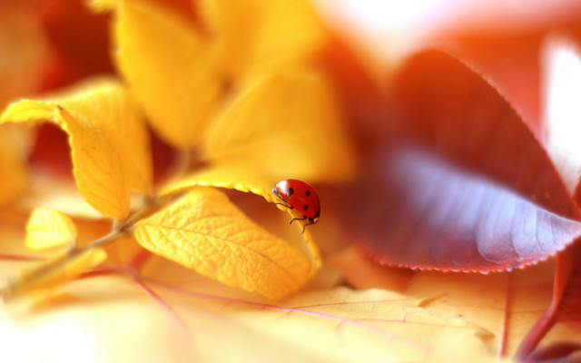 Ladybug leaf yellowflower greenleaf macro free wallpaper for desktop - medium preview image