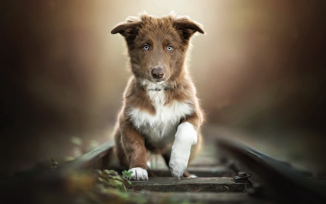 Dog traintrack blurrybackground lightface elkevogelsang free wallpaper for desktop - medium preview image