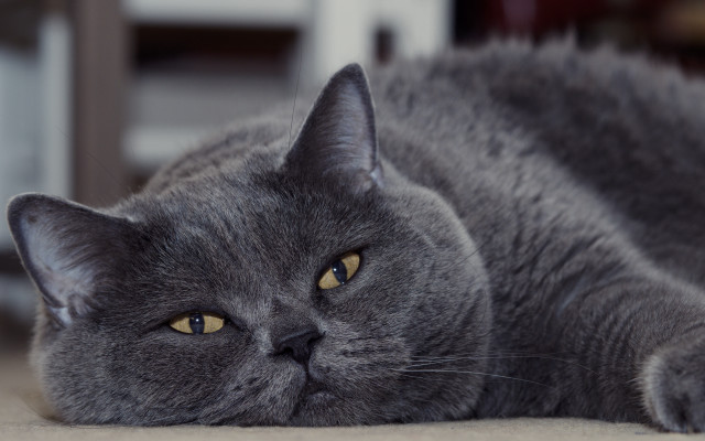 Gray cat wide eyed photorealistic free wallpaper for desktop - medium preview image