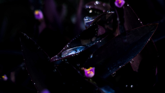 Purple flower water droplets dark free wallpaper for desktop - medium preview image