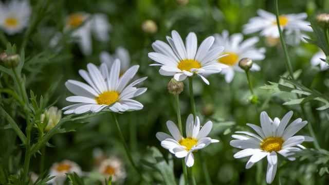 White flower bee macro bokeh free wallpaper for desktop - medium preview image