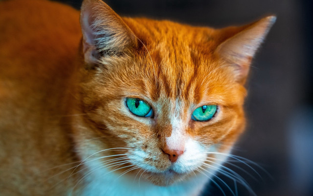 Blue eyes cat macro shiba free wallpaper for desktop - medium preview image