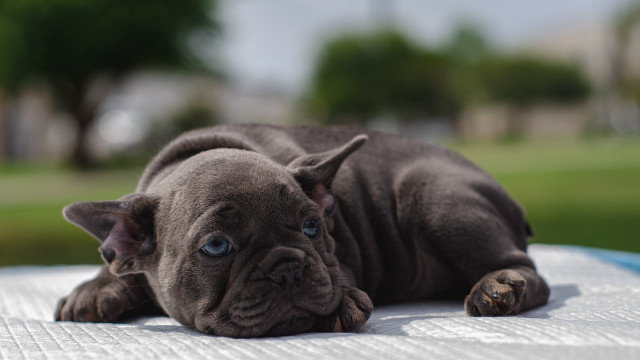 Shiba inu dog blurry green free wallpaper for desktop - medium preview image
