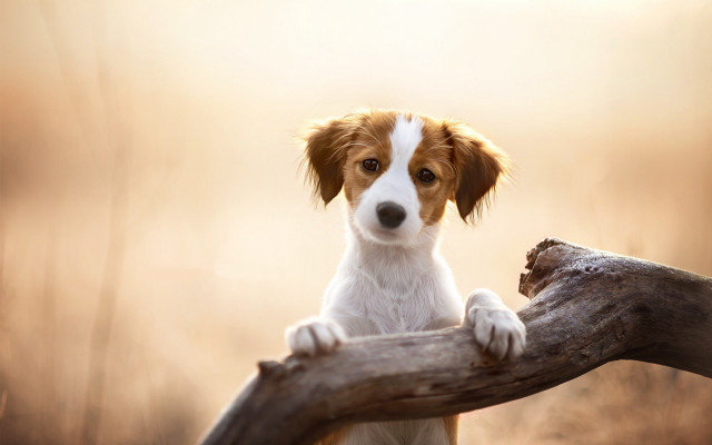 Dog sitting branch woods sad free wallpaper for desktop - medium preview image