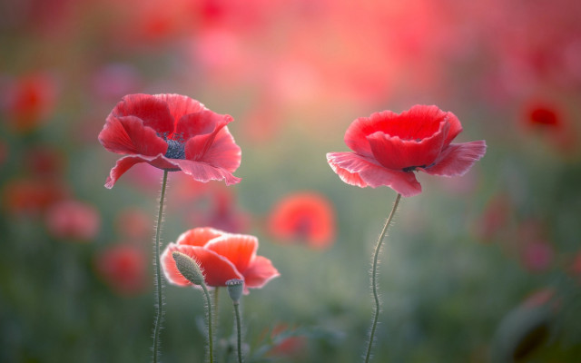 Red flower bokeh macro spider free wallpaper for desktop - medium preview image