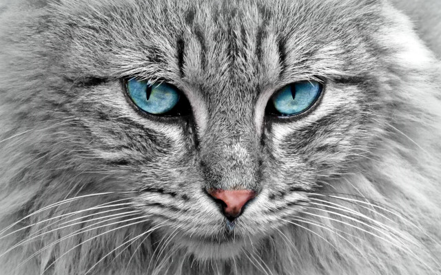 Cat blue eyes long hair free wallpaper for desktop - medium preview image