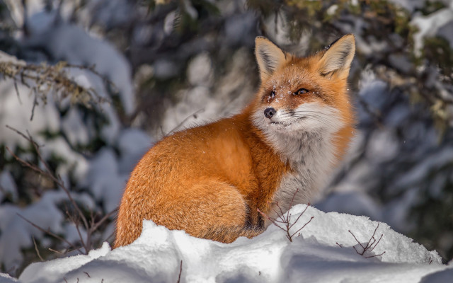 Red fox snow winter bokeh free wallpaper for desktop - medium preview image