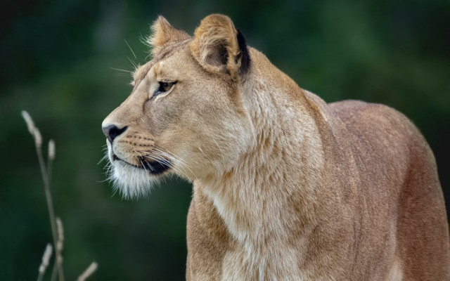 Lion closeup grass trees blurry free wallpaper for desktop - medium preview image