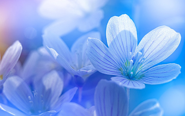 Blue flower macro blurry background free wallpaper for desktop - medium preview image