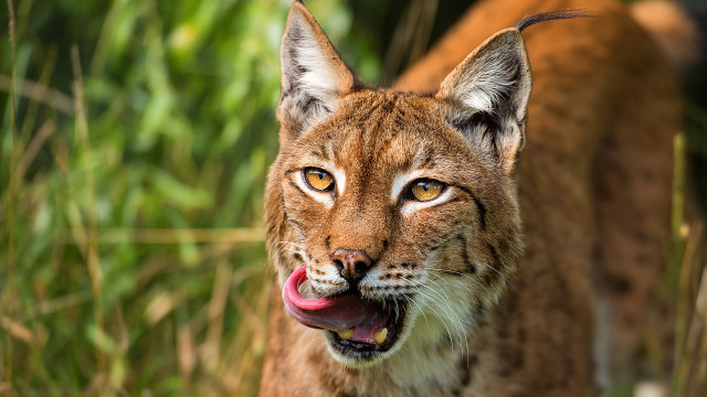 Cat tongue open mouth outdoors free wallpaper for desktop - medium preview image