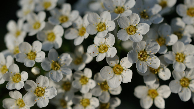 White flowers yellow centers macro #3 free wallpaper for desktop - medium preview image