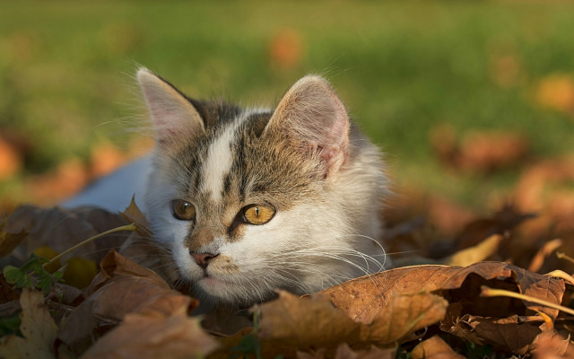 Sad cat autumn leaves impressionism free wallpaper for desktop - medium preview image