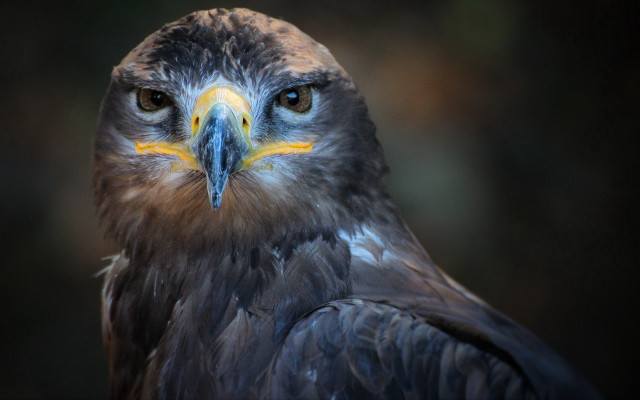 Bird of prey closeup yellow #3 free wallpaper for desktop - medium preview image