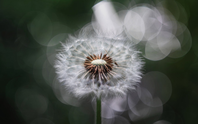 Dandelion blurry background impressionism bokeh free wallpaper for desktop - medium preview image