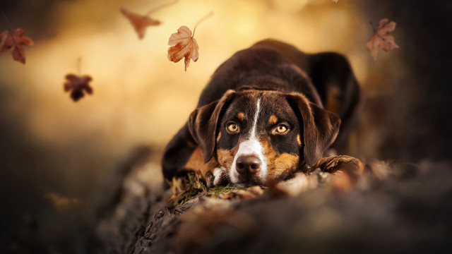 Dog laying rock leaves butterfly free wallpaper for desktop - medium preview image