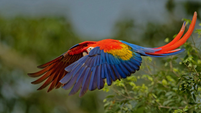 Colorful bird flying forest bokeh free wallpaper for desktop - medium preview image