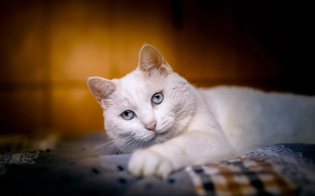 White cat bed plaid blue free wallpaper for desktop - medium preview image
