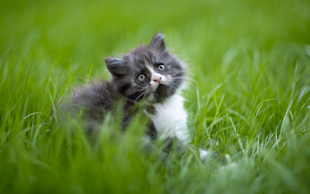 Kitten sitting in grass looking free wallpaper for desktop - medium preview image