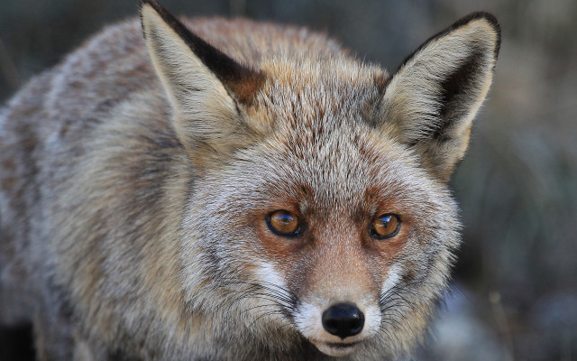 Fox closeup blurry background animal free wallpaper for desktop - medium preview image