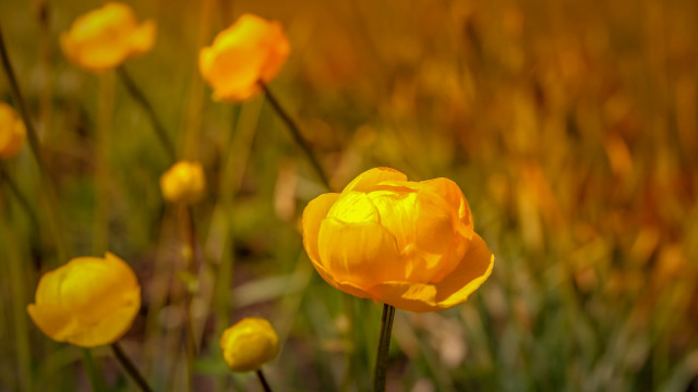 Yellow flower field autumn bokeh free wallpaper for desktop - medium preview image