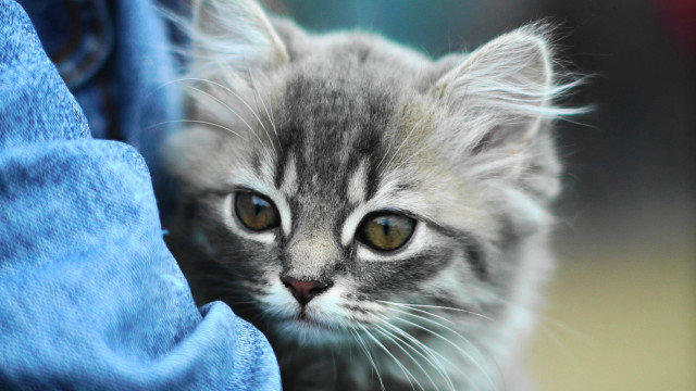 Sad kitten looking camera held free wallpaper for desktop - medium preview image