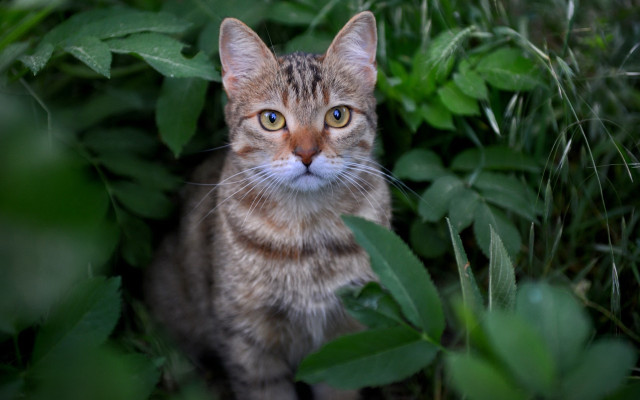 Sad cat in grass blue free wallpaper for desktop - medium preview image