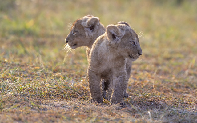Lions autumn wildlife field blurry free wallpaper for desktop - medium preview image