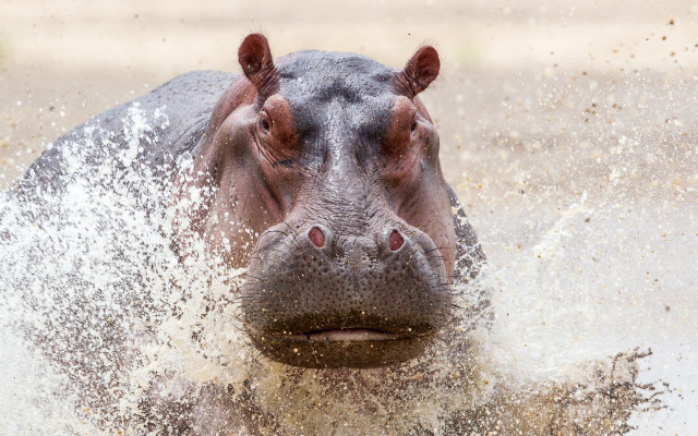 Hippo splashing water macro award free wallpaper for desktop - medium preview image