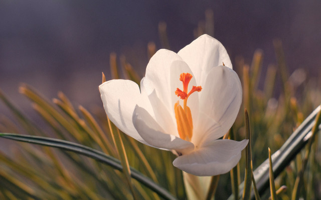 White flower orange stamens grass free wallpaper for desktop - medium preview image