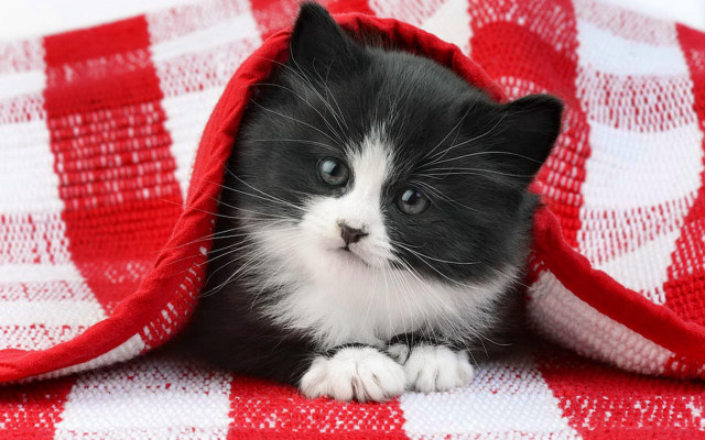 Black white kitten under blanket free wallpaper for desktop - medium preview image