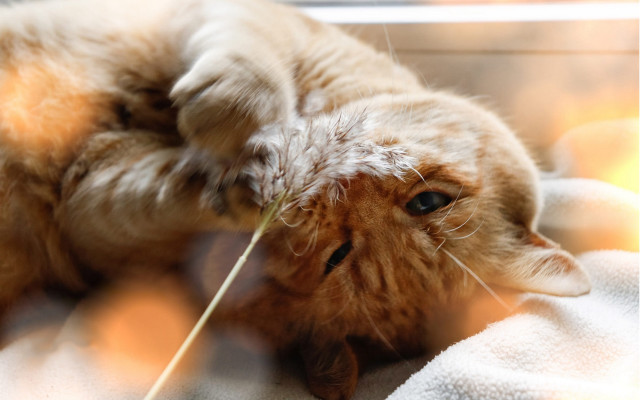 Cat back blanket stick mouth free wallpaper for desktop - medium preview image