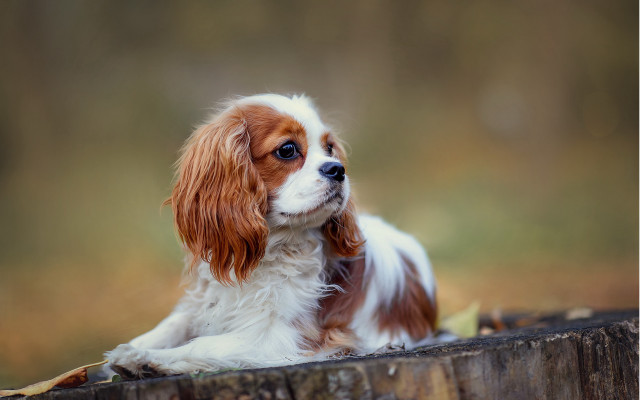 Small dog wooden log woods free wallpaper for desktop - medium preview image