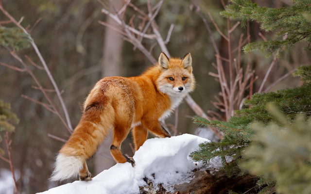 Red fox snow log woods free wallpaper for desktop - medium preview image